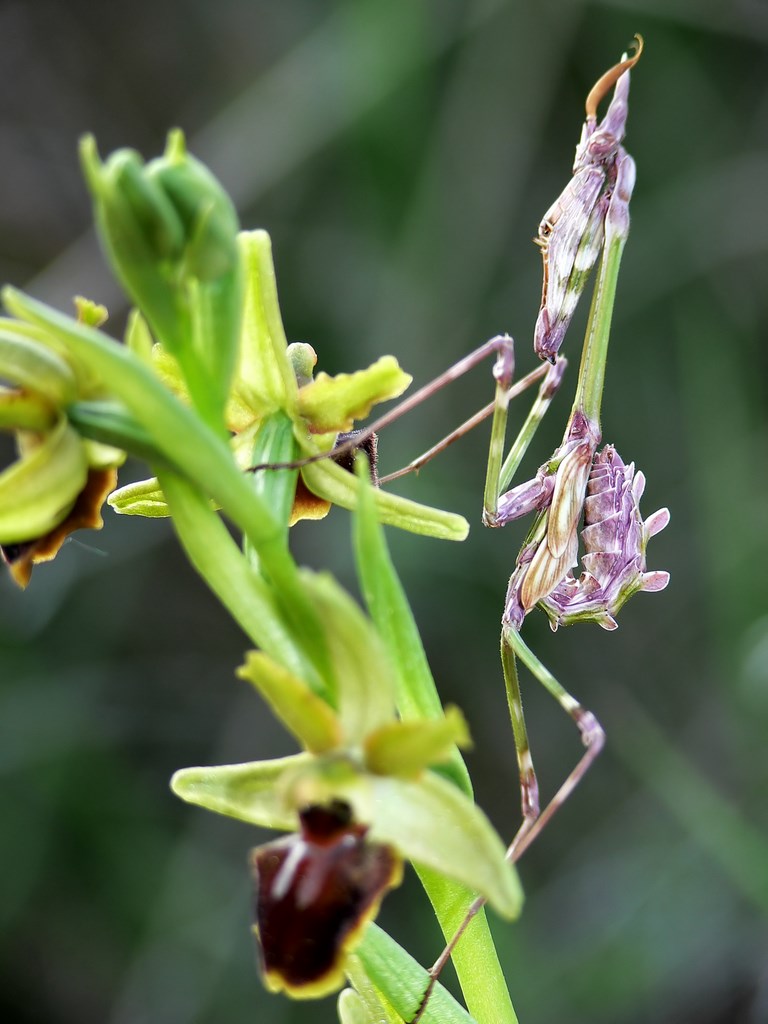 Gottesanbeterin auf Orchidée