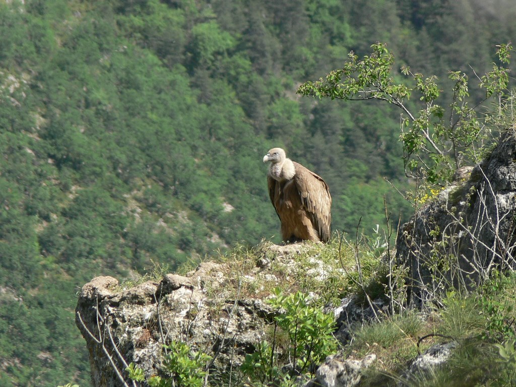 Gänsegeier in der Tarnschlucht