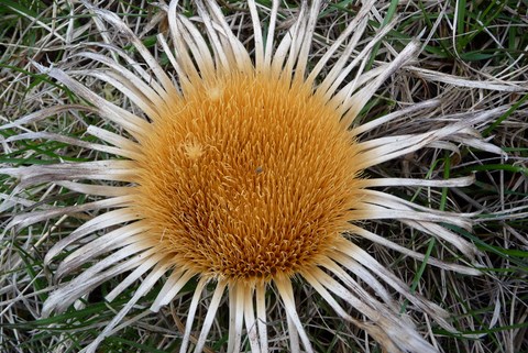 Silberdistel der Grands Causses